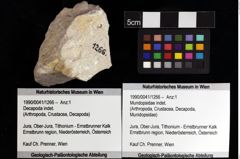 Foto (Objket + Etiketten) von Mundopsidae indet. 